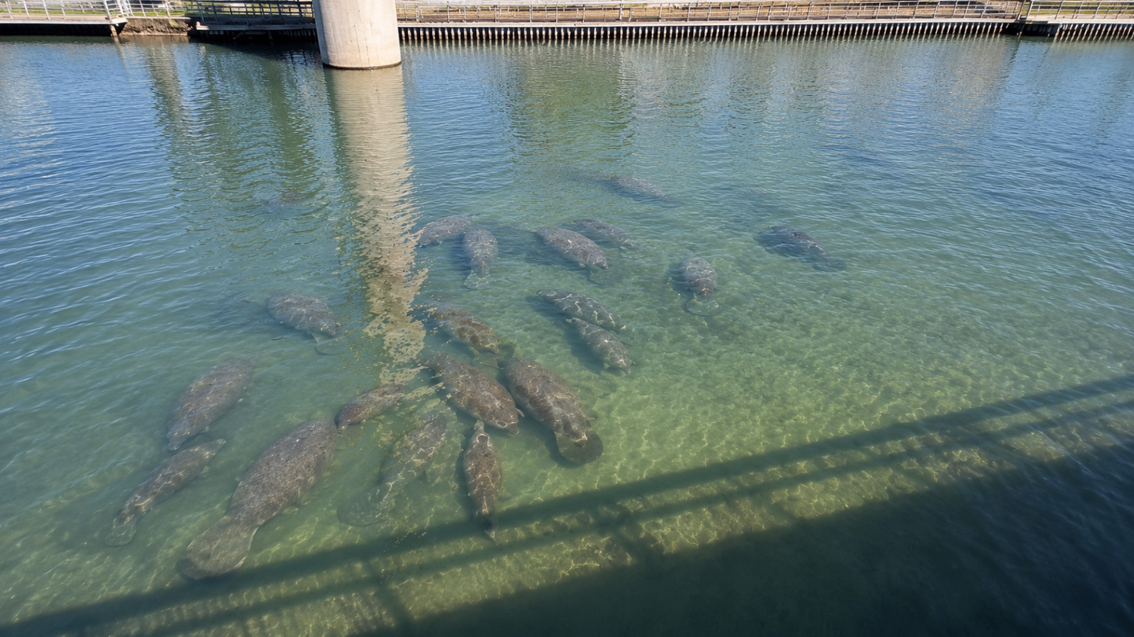 Apollo Beach, FL landmark image Manatee Viewing Center in Apollo Beach, FL